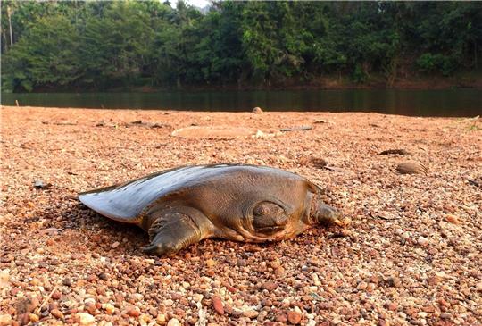 Cantors Riesen-Weichschildkröten sind in Flüssen Süd- und Südostasiens heimisch.