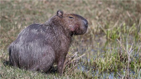 Interpol: Festnahmen in Lateinamerika bei Umwelt-Razzien Capybara und andere Wildtiere wurden bei der Operation beschlagnahmt. (Archivbild)