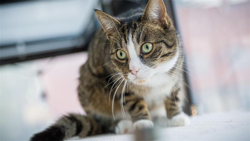 Nach drei Wochen ohne Kater Carlo: „Einfach überglücklich“ Carlo sei zunächst schreckhafter und dünner als vor seinem Verschwinden gewesen.