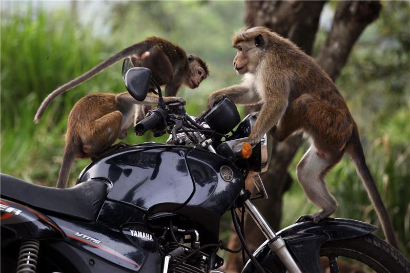 Sri Lanka erwägt Export von 100.000 Affen nach China Ceylon-Hutaffen spielen auf einem Motorrad in Sri Lanka.