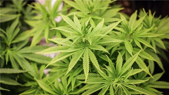 Chemiearbeitgeber und Gewerkschaften sprechen sich für eine Null-Toleranz-Politik für Cannabis am Arbeitsplatz aus.