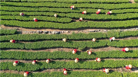 China hat im vergangenen Jahr rund 3,74 Millionen Tonnen Tee geerntet. (Archivbild)