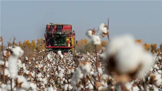 China wirft PVH vor, Baumwolle und andere Produkte aus Xinjiang gemieden zu haben. (Symbolbild)