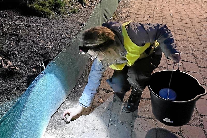 Harzburg erlebt eine Invasion liebestoller Kröten Christiane Fischer sammelt die Tiere am Schutzzaun auf. Foto: Schlegel