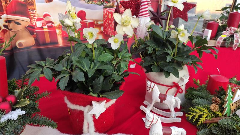 Christrose mit Weihnachtsdekoration. 