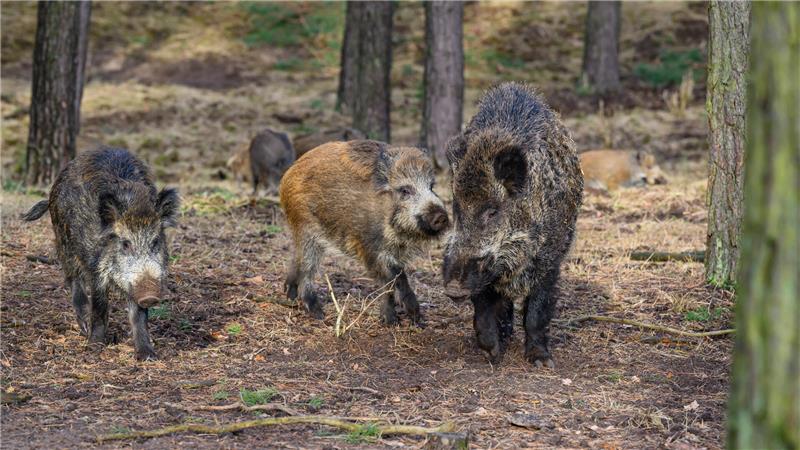 Wildschweinplage: Nun rufen die Oberharzer das Land zur Hilfe Clausthal-Zellerfeld bittet das Land um Unterstützung im Kampf gegen Wildschweine.