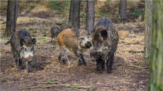 Clausthal-Zellerfeld bittet das Land um Unterstützung im Kampf gegen Wildschweine.