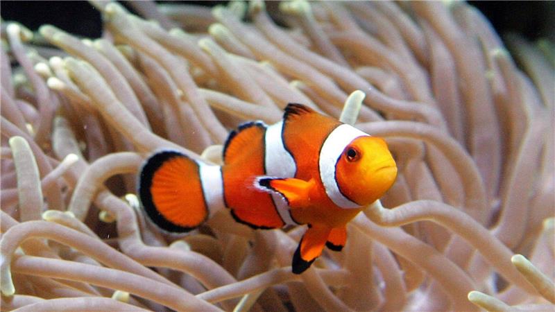 Zum Wegschrumpfen heiß: Bei Hitze werden Clownfische kleiner Clownfische leben im Schutz von Seeanemonen. (Archivbild)