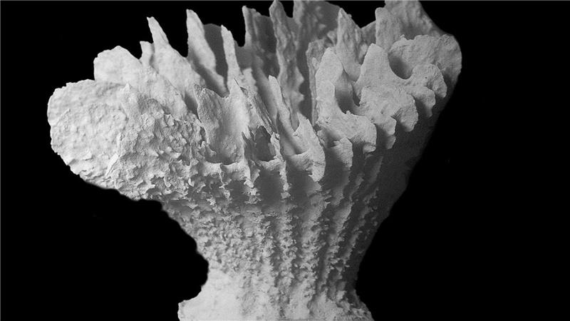 Erstmals Steinkorallen auf Manganknollen entdeckt Co-Studienleiterin Santodomingo fürchtet „die Auslöschung einer ganzen Art“.