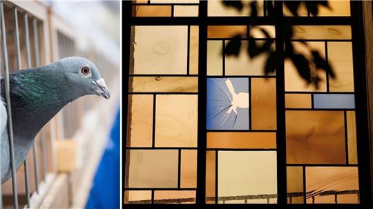 Collage: Das beschädigte Bleiglasfenster der Synagoge in Hannover und das Bild einer Taube. Fotos: Michael Matthey/Bernd Thissen, dpa