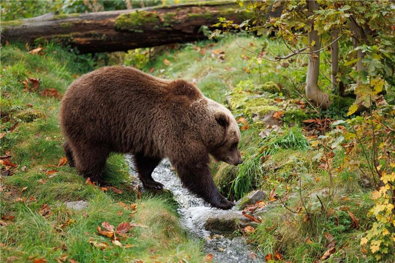 Mildes Wetter: Bären in Pyrenäen verzichten auf Winterruhe «Da das Wetter besonders mild und der Herbst reich an Früchten war, finden sie leichter etwas zu fressen, weshalb einige noch immer nicht mit der Winterruhe begonnen haben», berichtet der Verein «Land der Bären» (Symbolbild).
