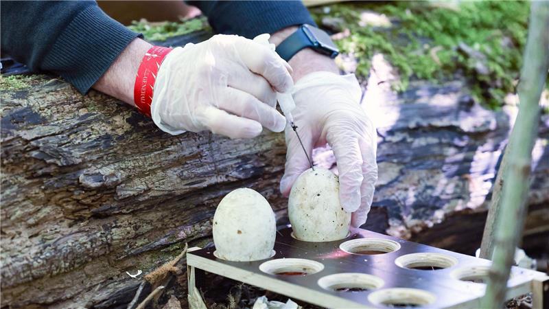 Da die Eier erhalten bleiben, legen die Gänse kein neues Gelege an.