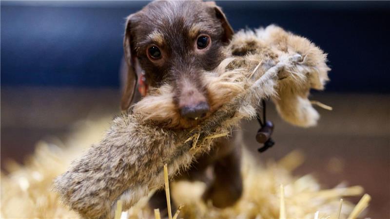 Dackel Bosse beim Presserundgang
