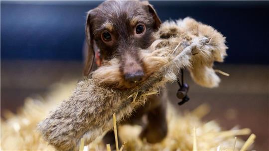 Dackel Bosse beim Presserundgang