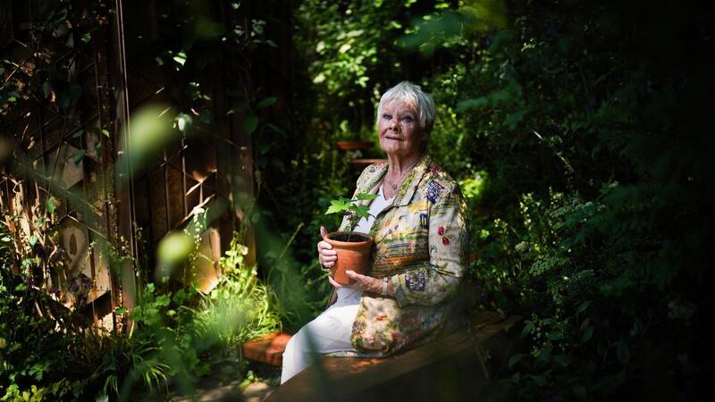 Berühmter Baum gefällt: König Charles bekommt Ableger Dame Judi Dench mit einem Setzling des Berg-Ahorns bei der Chelsea Flower Show.