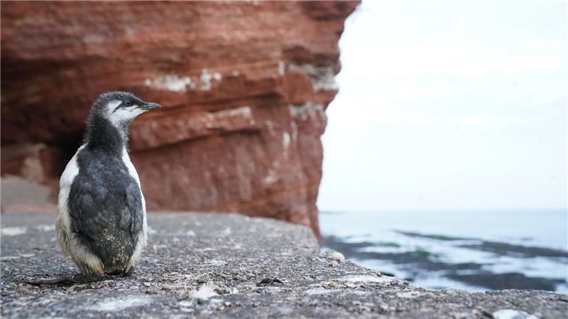 Küken wagen den Sprung – Naturspektakel auf Helgoland Dank ihrer Fettpolsterung überleben die Küken den Sprung unbeschadet. (Archivbild)