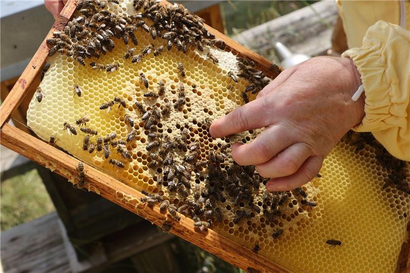 Dank sonniger Tage haben Deutschlands Imker trotz der extremen Trockenheit in diesem Jahr deutlich mehr Honig geerntet als im verregneten Vorjahr.