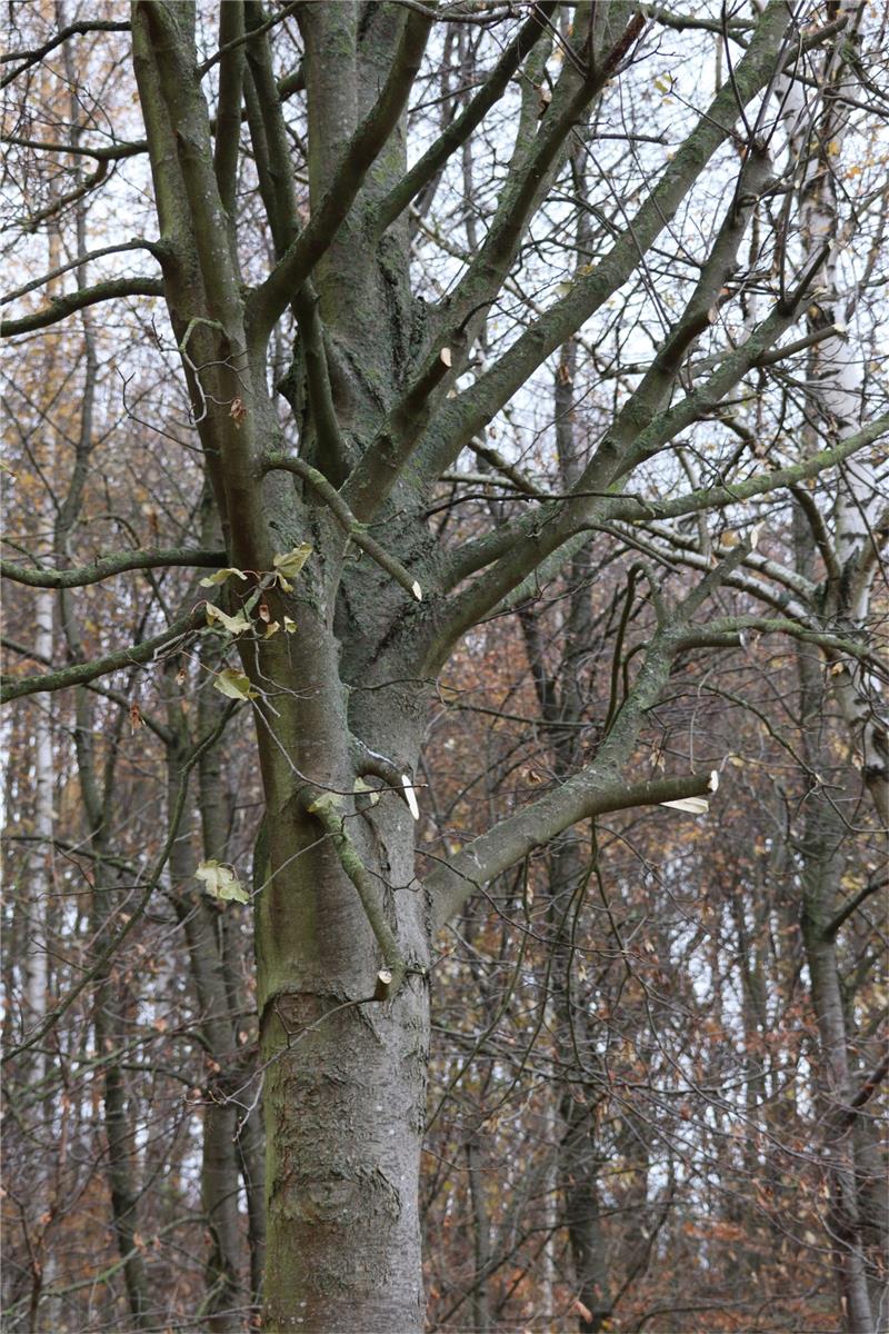 Darauf kommt es an: Glatte Schnitte, ein Schnitt am Astring, das Beschneiden lediglich dünner Äste und das Durchführen umfangreicherer Schnittmaßnahmen in der Regel nur von Oktober bis Februar eines Jahres. Foto: Jambrek