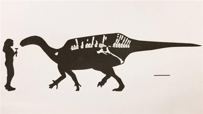 Dinosaurier mit Hautsegel entdeckt Darstellung von Istiorachis macaruthurae im Vergleich zum Menschen
