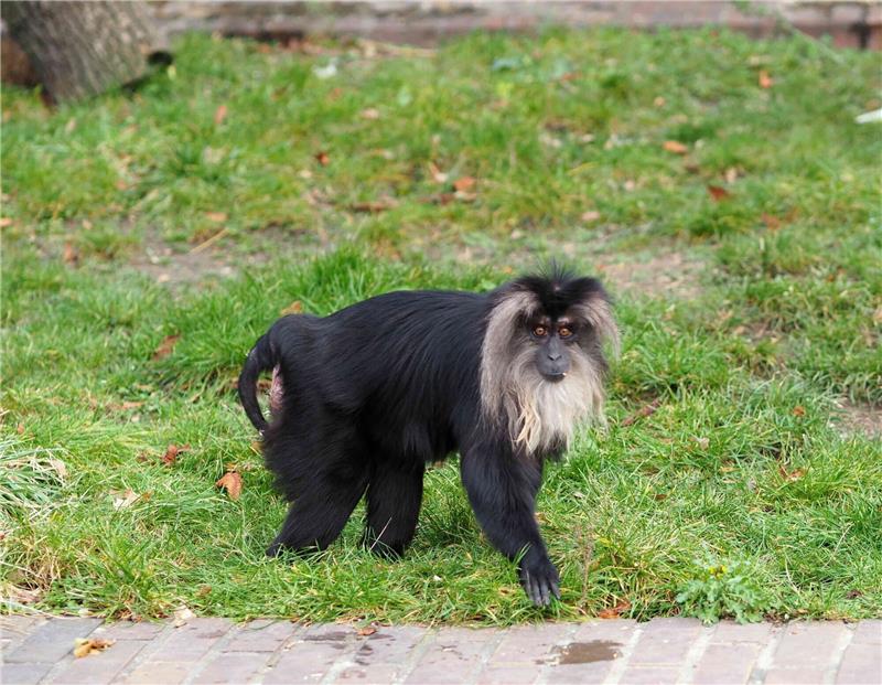 Bartaffe aus Leipziger Zoo gestohlen Das 15 Jahre alte Bartaffenweibchen Ruma ist gestohlen worden.