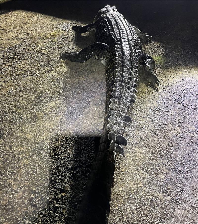 Das 4,2 m lange Krokodil, das an einem Fluss einen Mann angegriffen und dann dessen Hund getötet hat.