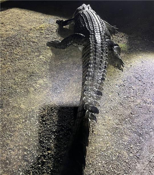 Das 4,2 m lange Krokodil, das an einem Fluss einen Mann angegriffen und dann dessen Hund getötet hat.