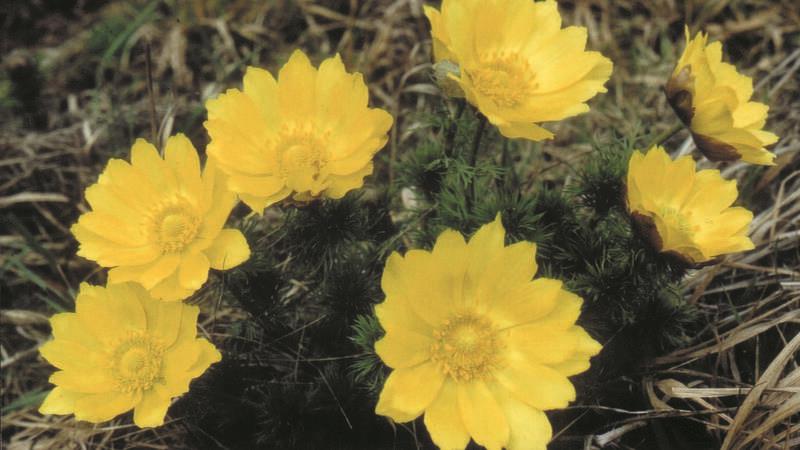 Frühlingserwachen am Kleinen Fallstein mit mehreren Wanderungen Das Adonisröschen hat seine Hauptblütezeit im April.