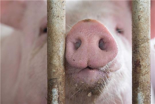 Das Agrarministerium hat für den «Tierwohlcent» ein Konzept für eine Verbrauchssteuer auf Fleisch und Fleischprodukte erarbeitet.