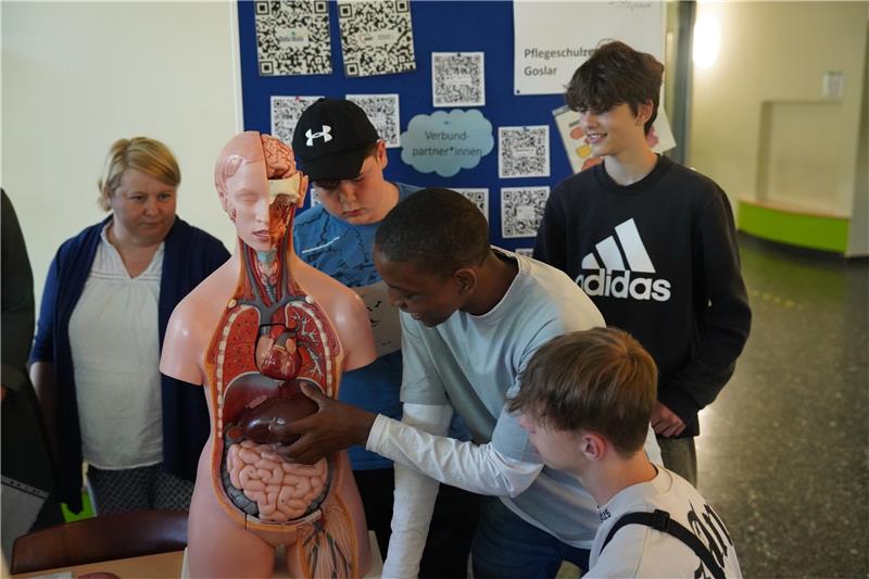 Haupt- und Realschule kooperiert mit Pflegebetrieben Das Anatomiemodell des Pflegeschulzentrums Goslar ist interessant. Foto: Bode