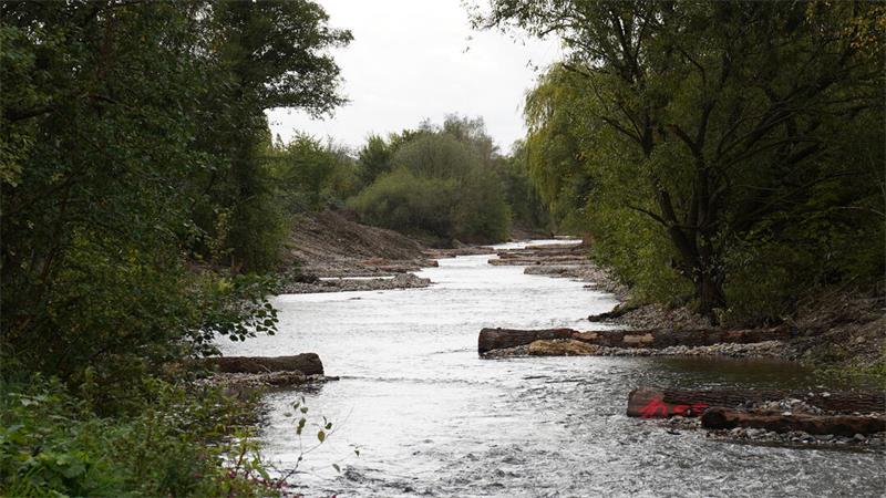 Ein renaturierter Flusslauf schlängelt sich durch dichte Ufervegetation. Quer im Wasser liegende Baumstämme, Kiesbänke und flache Uferbereiche strukturieren das Gewässer und schaffen einen naturnahen Verlauf.