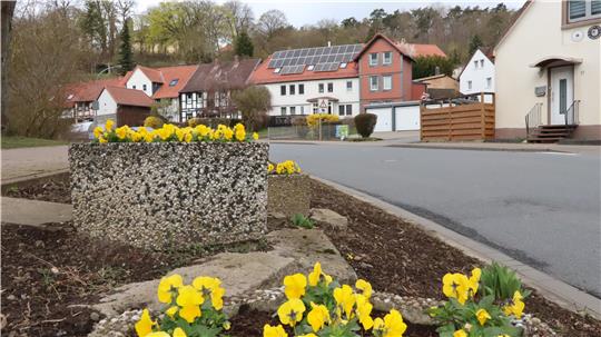 Gelbe Stiefmütterchen blühen in einem Beet. 