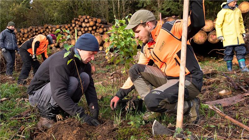 Das Bergwald-Projekt feiert sein 35-jähriges Bestehen mit einer Pflanzaktion in Braunlage.