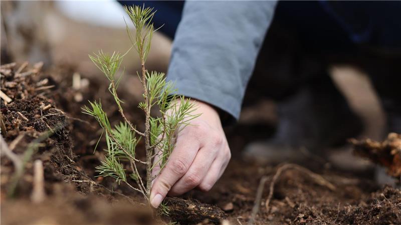 35 Jahre Bergwaldprojekt - wie sich der Wald verändert hat Das Bergwaldprojekt hat in 35 Jahren unter anderem zahlreiche Bäume gepflanzt. (Symbolbild)