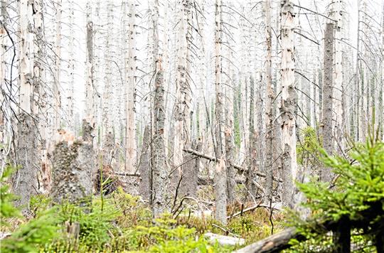 Das Bild stammt von 2018, aber der Borkenkäfer ist weiterhin ein Problem: Blick in einen von den Insekten befallenen Nadelwald zwischen Torfhaus und Braunlage im Nationalpark Harz.  Foto: Julian Stratenschulte/dpa