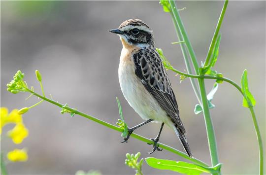 Das Braunkehlchen wurde 2022 von Naturschutzverbänden zum «Vogel des Jahres» gekürt.