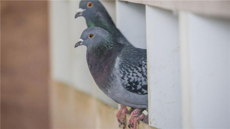 Das Bremer Taubenhaus soll helfen, die Zahl und das Leid der Stadttauben zu reduzieren.