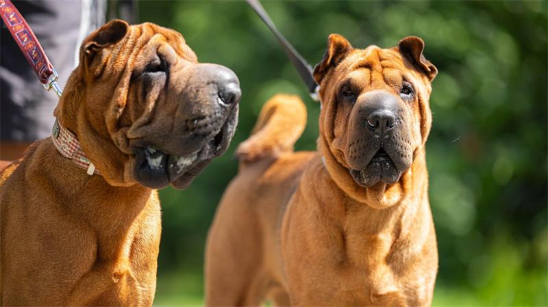 Stopp! Warum Tierheime in den Ferien an ihr Limit kommen Das Bremer Tierheim hat viele französische Bulldoggen aufgenommen.