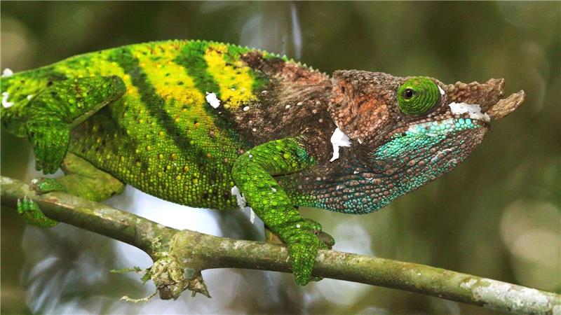 Das Chamäleon von O’Shaughnessy lebt nur in Madagaskar.