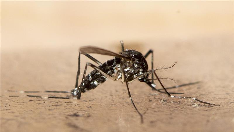 Chikungunya breitet sich in China aus - WHO warnt global Das Chikungunya wird durch bestimmte Mücken übertragen. (Symbolbild)
