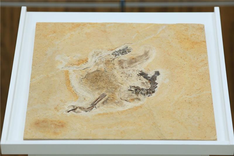 Das Dinosaurier-Fossil des Ubirajara jubatus: Es stammt aus der Kreidezeit und lebte vor etwa 110 bis 115 Millionen Jahren.