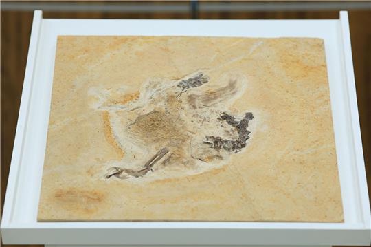 Das Dinosaurier-Fossil des Ubirajara jubatus: Es stammt aus der Kreidezeit und lebte vor etwa 110 bis 115 Millionen Jahren.