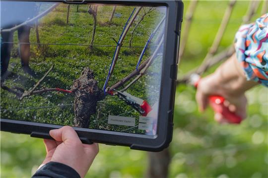 Das Display eines Tablets zeigt die Punkte, an dem die Rebe beschnitten werden soll.