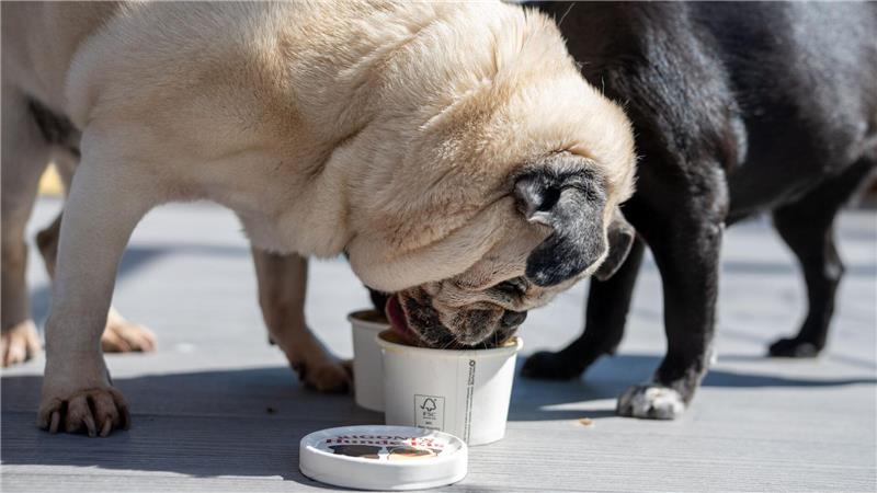 Das Eis wird ohne Zucker und ohne Laktose hergestellt.