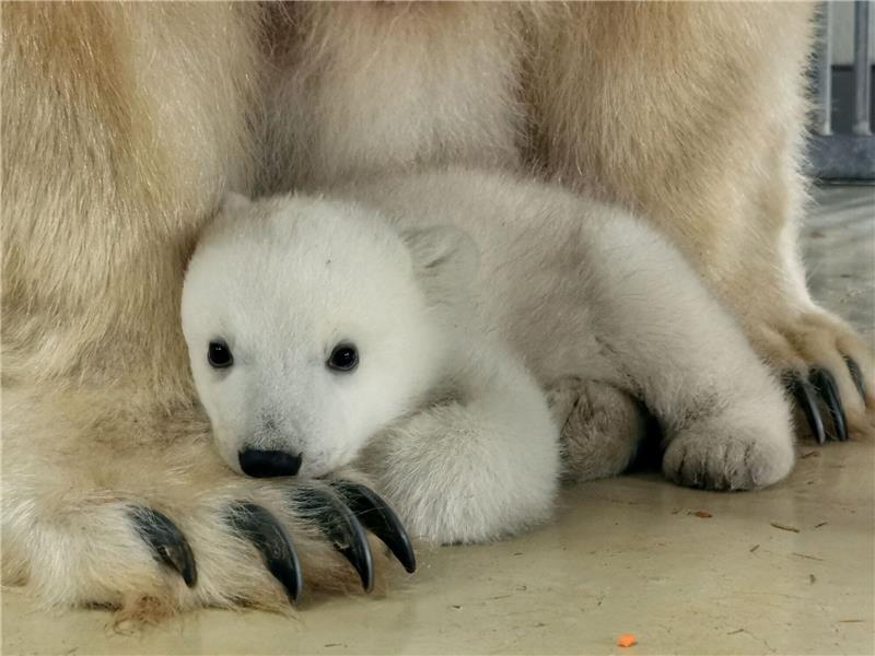 Tierpark Hagenbeck: Eisbärenbaby ist ein Mädchen Das Eisbärenbaby sucht die Nähe seiner Mutter Victoria.