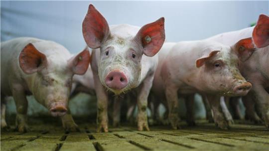 Niedersächsische Kritik am Förder-Aus für Schweinestallumbau Das Ende eines Förderprogramms für den tierwohlgerechten Umbau der Schweinehaltung stößt auf Kritik in Niedersachsen. (Archivfoto)