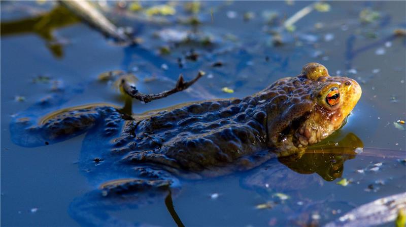 Das Erdkröten-Weibchen legt bis zu 6.000 Eier ab. (Archivbild)