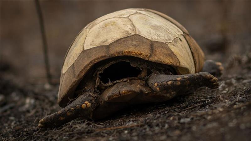 Indigene Feuerwehrleute kämpfen in Brasilien gegen Flammen Das Feuer tötet das gesamte Ökosystem.