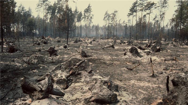 Meinersen gedenkt Waldbrandkatastrophe in der Südheide Das Feuer vernichtete Tausende Hektar Wald. (Archivbild)