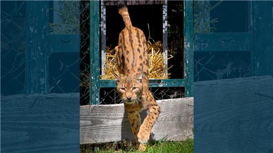 Das Gehege an der Rabenklippe hat jetzt einen neuen Luchs.