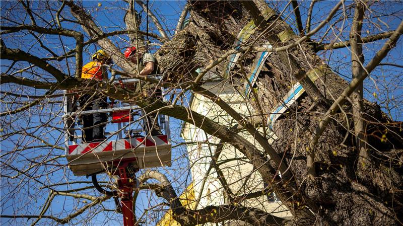 Das Gerüst soll die Standfestigkeit des Baumes und die Äste sichern.